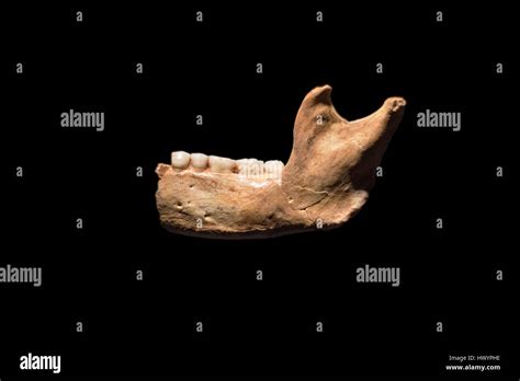 Prehistoric human fossil, Homo antecessor mandible on black isolated ...