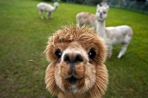 cute alpaca - Google Search | Alpakas, Hintergrundbilder, Alpaka