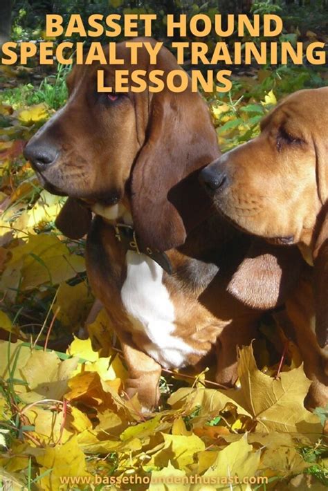 Basset Hound Specialty Training Lessons - Basset Hound Enthusiast