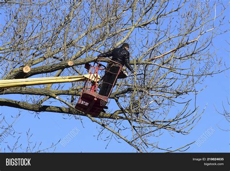 Pruning Trees Using Image & Photo (Free Trial) | Bigstock