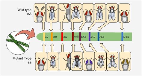 Gene - Definition and Examples | Biology Dictionary