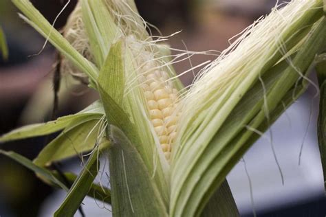 Growing Sweet Corn in Backyard - A Planting Guide | Gardening Tips