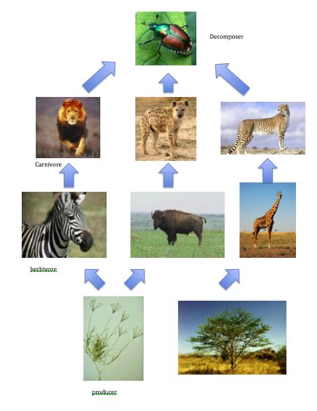 Food Chain and Food Web - Tropical Savanna (Grassland) Biome