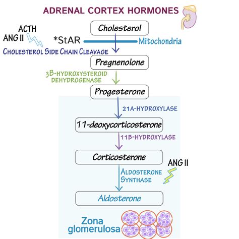 Endocrine System Glossary: Adrenal Cortex Hormone Biosynthesis | ditki ...