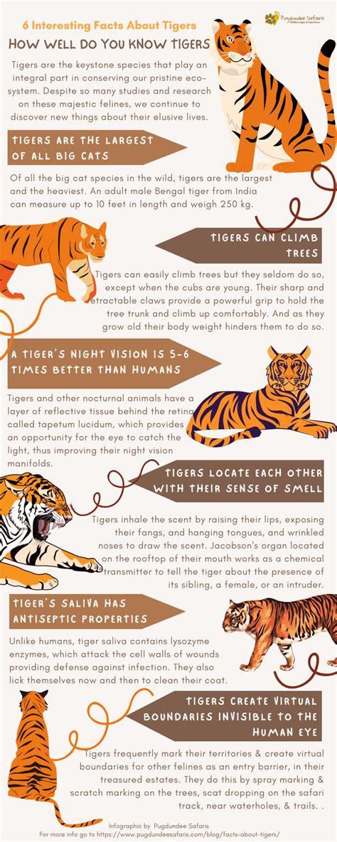 Animal Tigers Facts