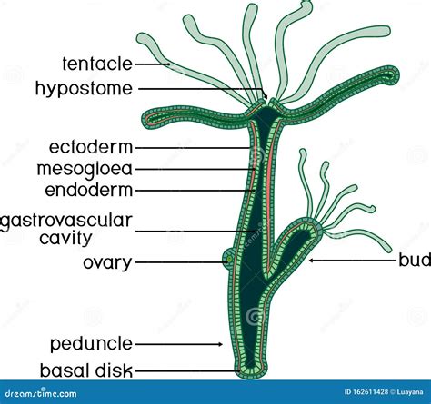 Structure of Hydra. stock vector. Illustration of cnidaria - 162611428