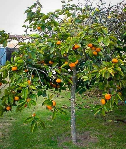 Persimmon Tree For Sale Online | The Tree Center