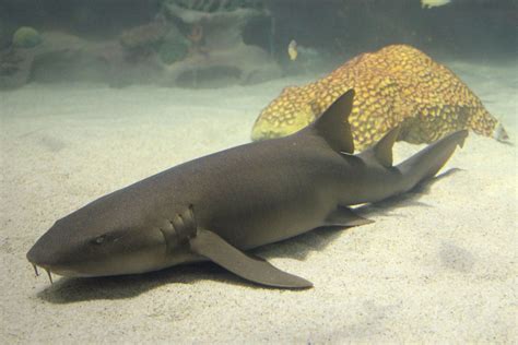 Shark Spotlight: Nurse Sharks - Greater Cleveland Aquarium