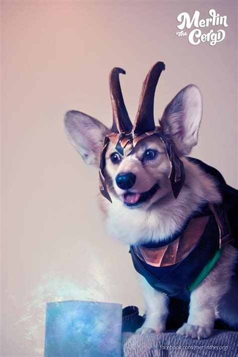 65 best images about Corgis in Costumes! on Pinterest | Arizona cactus ...