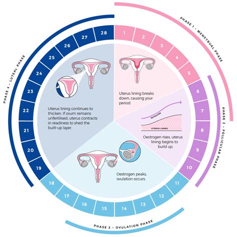 Menstrual cycle days – Artofit