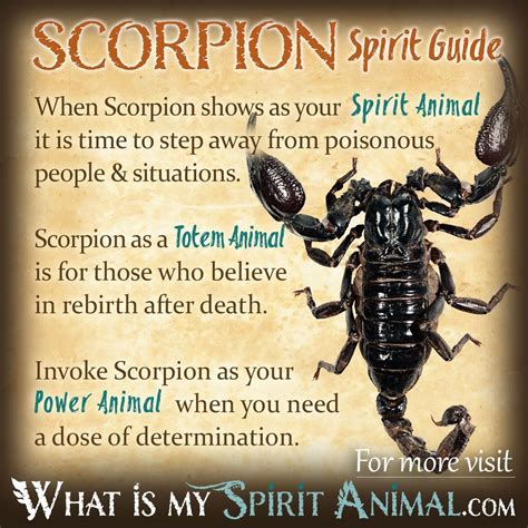 Scorpion Symbolism & Meaning | Spirit, Totem, & Power Animal