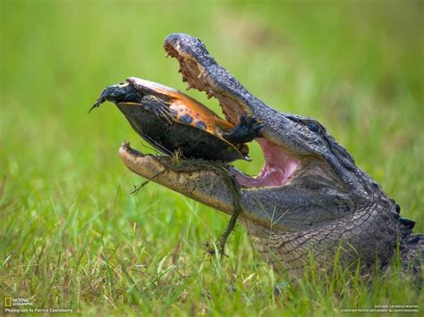 In the Okefenokee Swamp - Photorator