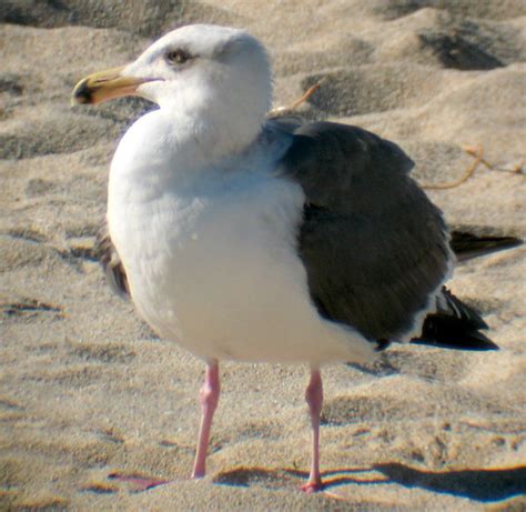 Western Gull | Western Gull (Larus occidentalis), third cycl… | Flickr