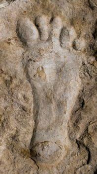 Arriba 30+ imagen dinosaur fossil footprints - Abzlocal.mx