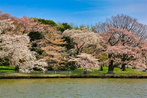 National Mall Washington DC Cherry Blossoms Stock Image - Image of ...