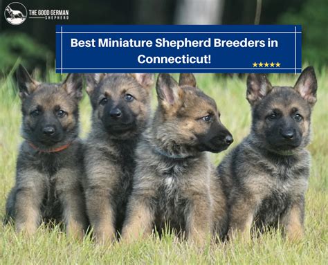 10 Best Miniature German Shepherd Breeders in 2023 - The Good German ...