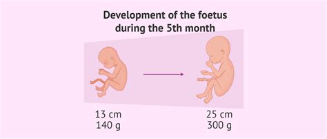 Baby development in the fifth month of pregnancy