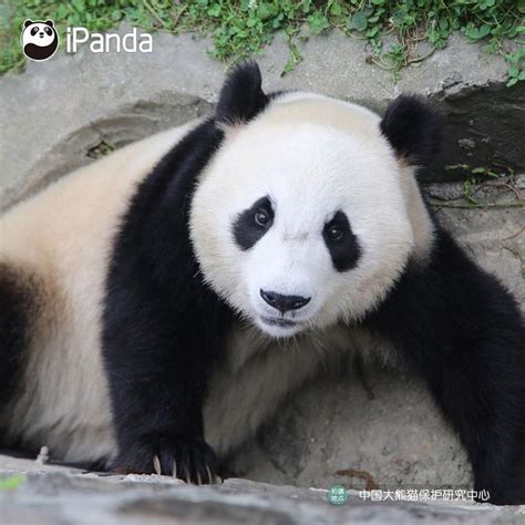 How do you interpret the facial expressions of these adorable pandas ...