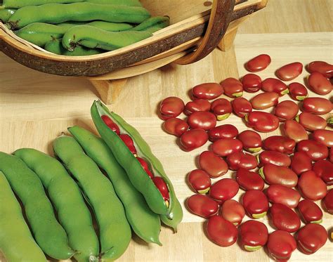 Broad Bean Red Epicure Vegetable Seeds (Unwins) - Jackson's Nurseries