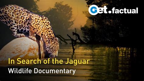 The Phantom Cat - South America's Jaguar Full Wildlife Documentary