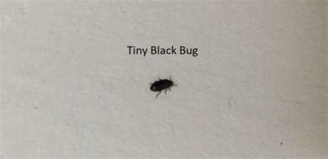 How to Get Rid of Tiny Black Bugs with Hard Shell in House | Be your ...