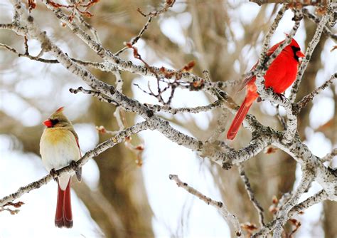 Winter Bird Feeding - Winneshiek County Conservation Board