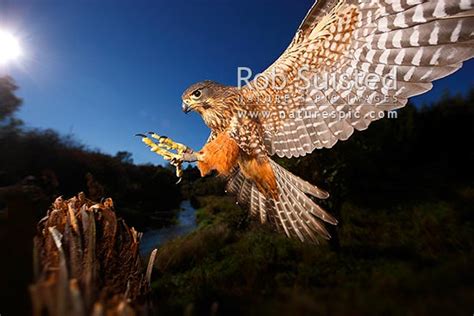 New Zealand Falcon (Falco novaeseelandiae; Falconidae) flying and ...