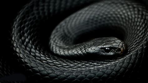 reptiles, Snake, Mamba Wallpapers HD / Desktop and Mobile Backgrounds