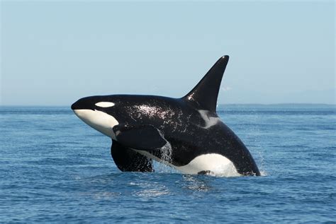 Orca Killer Whale HD wallpapers Download