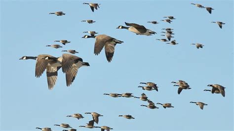 Why do migrating Canada Geese sometimes fly in the “wrong” direction ...