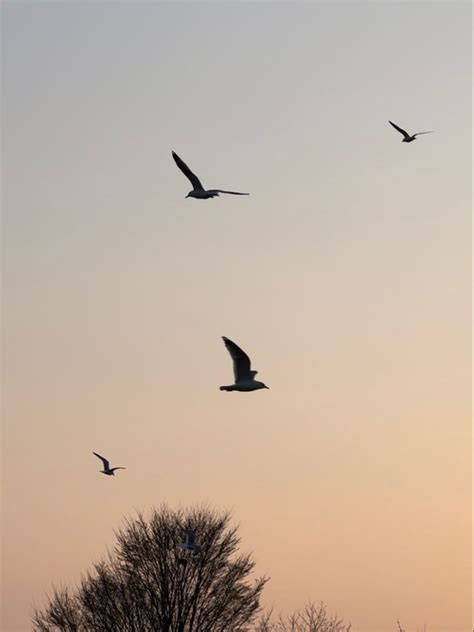 Birds Flying at Sunset