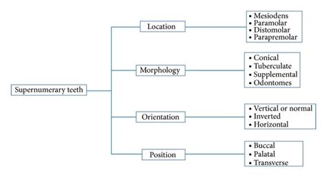 Classification of supernumerary teeth based on morphology, location ...