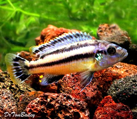 Baby Lake Malawi Melanochromis Chipokae Mbuna Cichlid