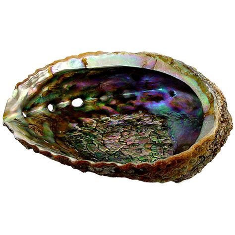 Abalone Shell - Sunnyside Gifts