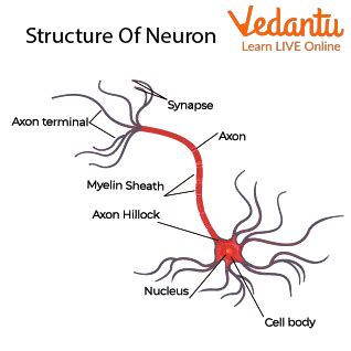 Human Nerve Cell Diagram