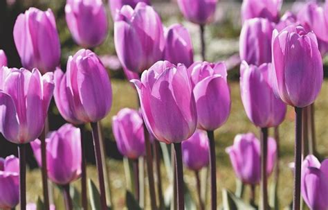 Hoa tulip tím | 1 loại hoa mang vẻ đẹp kiêu sa, huyền bí của một nữ hoàng