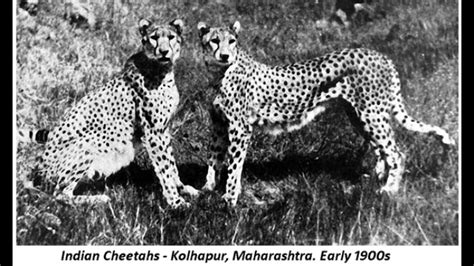 Cheetah Reintroduction in India