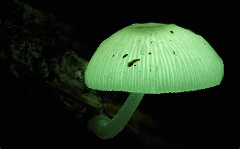 Mycena chlorophos | Steve Axford | Flickr