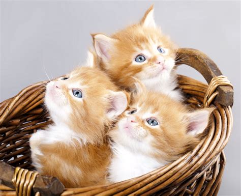 kittens, Kitten, Cat, Cats, Baby, Cute, S Wallpapers HD / Desktop and ...