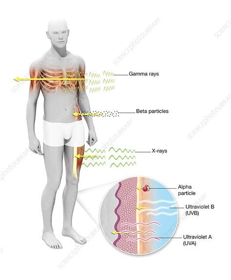 Alpha Beta And Gamma Radiation Effects On Humans - All About Radiation