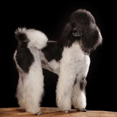 Parti Poodle - Breed Profile & Information - SpiritDog Training