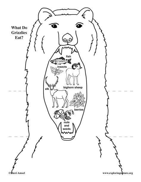 What Do Grizzly Bears Eat? Foldable Activity