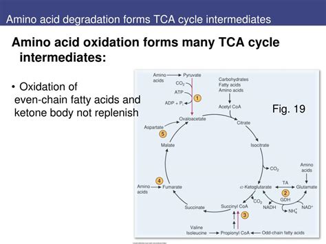 PPT - Chapt. 20 TCA cycle PowerPoint Presentation, free download - ID ...