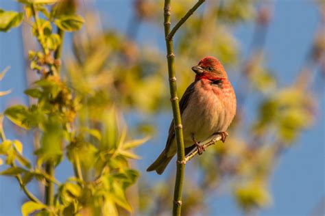 Rosefinch Images – Browse 1,083 Stock Photos, Vectors, and Video ...