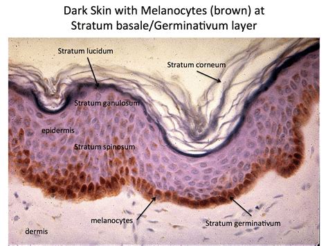 Layers Of Epidermis Histology