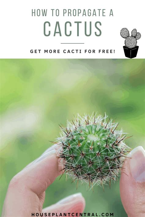 How to propagate a cactus | 4 easy steps! - Houseplant Central