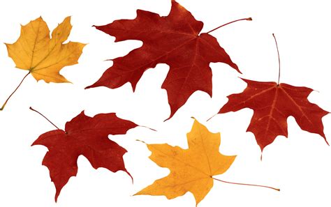 Free Fall Leaves Png Transparent, Download Free Fall Leaves Png ...