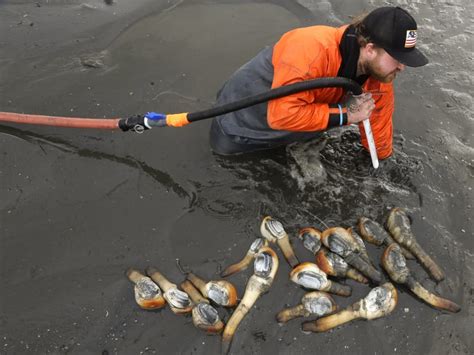 Geoduck farming takes off as demand for clams grows in Asia - TODAY