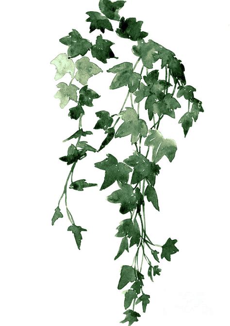 Dark green hanging ivy vines Painting by Joanna Szmerdt - Pixels