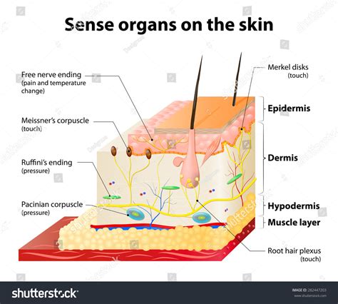 Sense Organs On The Skin. Skin Layers And Principal Cutaneous Receptors ...